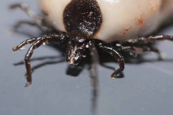 Dişi Ixodes Ricinus Süper Makrosu Olan Hint Fasulyesi Kenesi Avrupa — Stok fotoğraf