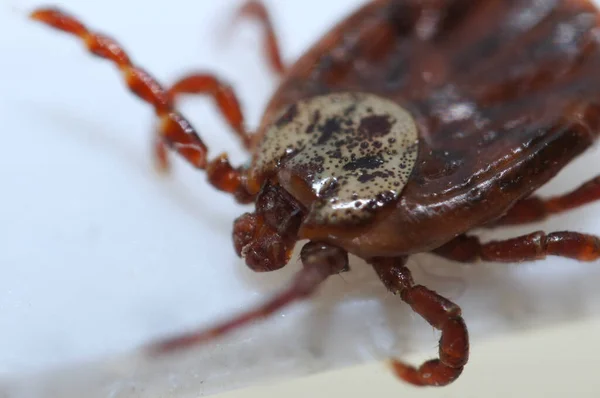 Super macro close up of parasitic Dermacentor reticulatus, also known as the ornate cow tick, ornate dog tick, meadow tick, and marsh tick. It is found in wood areas in Europe and Western Asia.