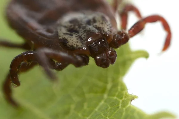 Super macro close up of parasitic Dermacentor reticulatus, also known as the ornate cow tick, ornate dog tick, meadow tick, and marsh tick. It is found in wood areas in Europe and Western Asia.