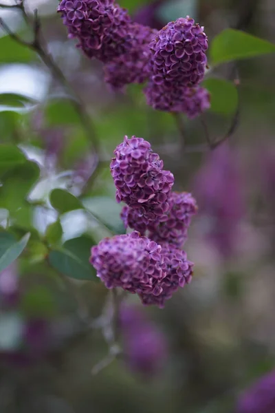 Syringa Vulgaris Lila Gewone Lila Een Bloeiende Plant Uit Olijffamilie — Stockfoto