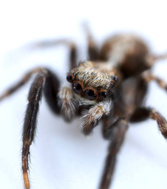 Pseudeuophrys lanigera 'nın süper yakın çekim makrosu, tüm Avrupa' ya yayılmış ve çoğunlukla binaların içinde bulunan atlayan bir örümcek türü (Salticidae familyası)..