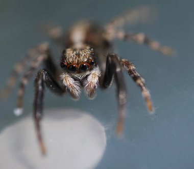 Pseudeuophrys lanigera 'nın süper yakın çekim makrosu, tüm Avrupa' ya yayılmış ve çoğunlukla binaların içinde bulunan atlayan bir örümcek türü (Salticidae familyası)..