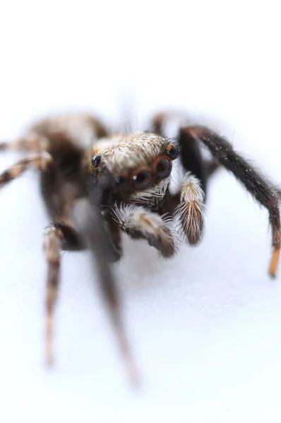 Pseudeuophrys Lanigera是一种跳跃蜘蛛 Salticidae科 分布在欧洲各地 主要分布在建筑物内 — 图库照片