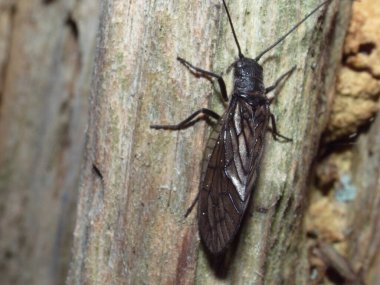 Sialis lutaria, Sigaloptera familyasına ait bir alderfly türüdür..