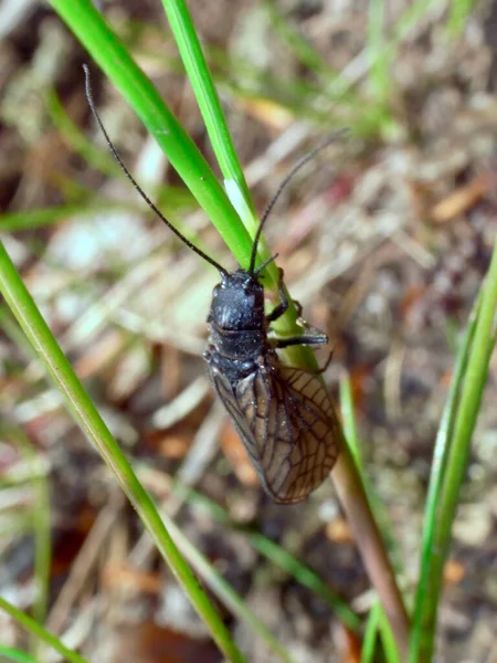 Sialis Lutaria Nazwa Zwyczajowa Alderfly Gatunek Ważki Należący Rodziny Megaloptera — Zdjęcie stockowe