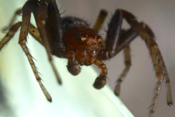 一只长7毫米长 长在叶子上的雄性红蟹蜘蛛的脸和眼部特写特写 — 图库照片