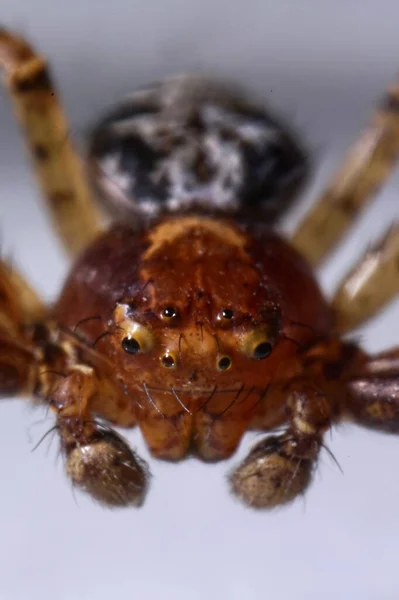 Super Aproape Detalii Ale Feței Ochilor Masculului Xysticus Lanio Red — Fotografie, imagine de stoc