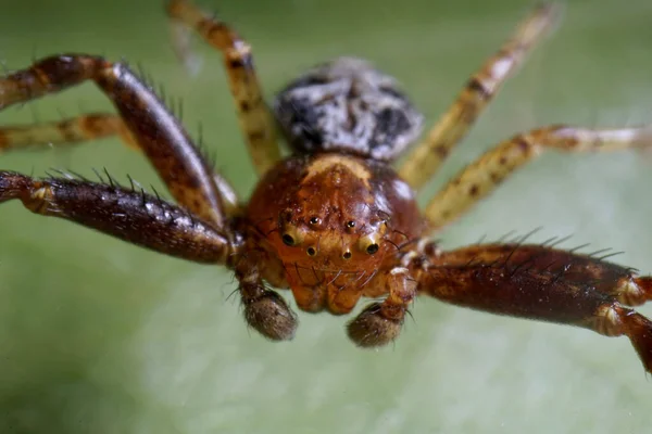 一只长7毫米长 长在叶子上的雄性红蟹蜘蛛的脸和眼部特写特写 — 图库照片