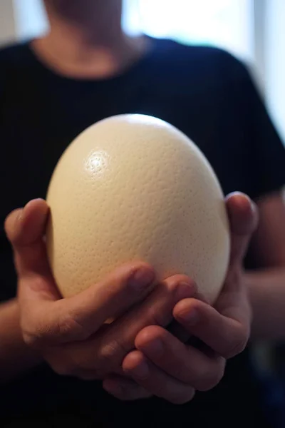 Närbild Manlig Hand Som Håller Ett Stort Strutsägg — Stockfoto