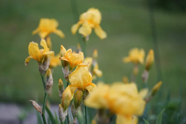 이리스 Iris Pseudacorus 다과에 속하는 원추리 식물의 일종이다 원산지는 서아시아 — 스톡 사진