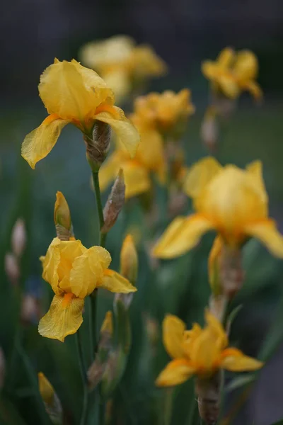 Iris Pseudacorus Gelbe Flagge Gelbe Iris Oder Wasserfahne Ist Eine — Stockfoto