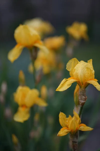 Iris Pseudacorus Yellow Flag Yellow Iris Water Flag Species Herbaceous — Stock Photo, Image