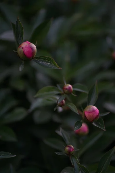 Flor Rosa Roja Cerrada Peonía Peonía Una Planta Con Flores — Foto de Stock