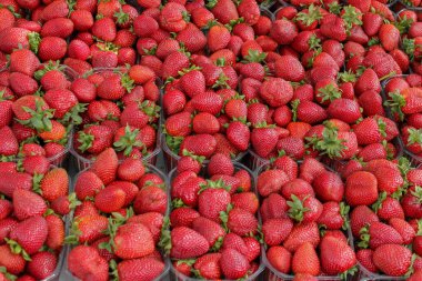 Strawberry background. Ripe fresh red strawberries in containers.