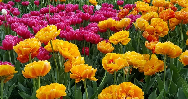 Top view close-up of gorgeous colorful flower bed of yellow and pink tulips. 