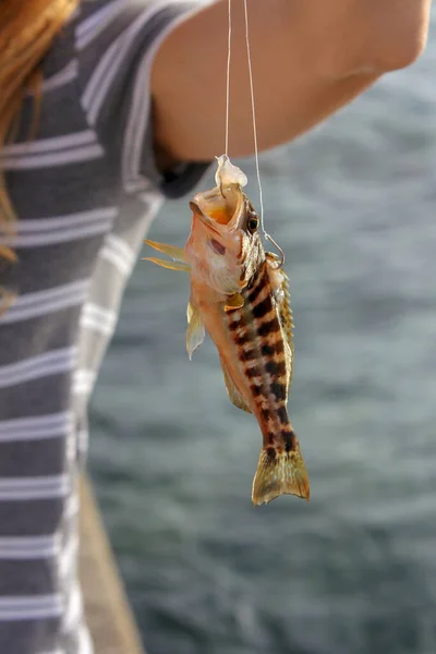 Fiskare Håller Levande Fångad Fisk Krok — Stockfoto