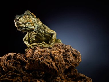 bir ağaç dalı yeşil iguana.