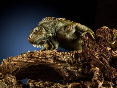 bir ağaç dalı yeşil iguana.