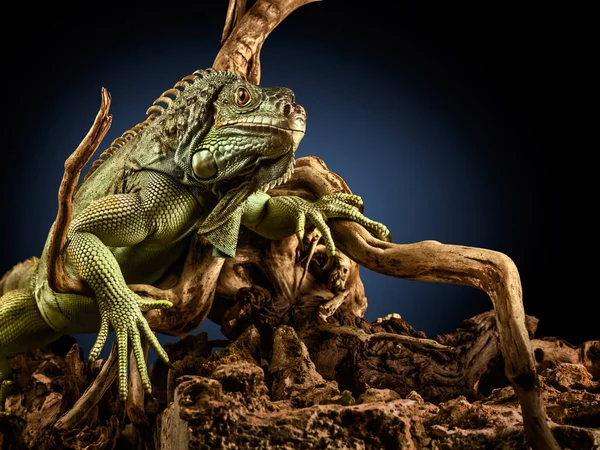 Un'iguana verde su un ramo d'albero . — Foto Stock