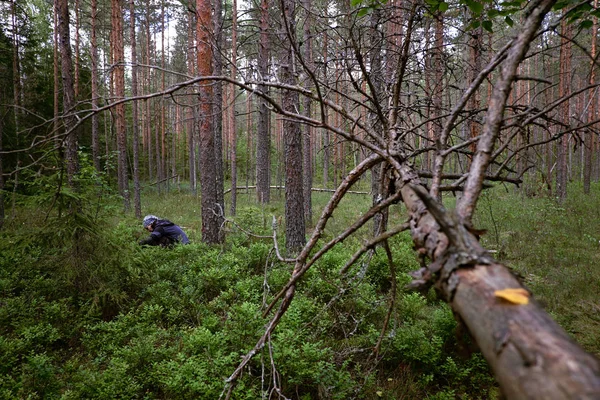 Ormanda çilek toplayan bir kadın. — Stok fotoğraf