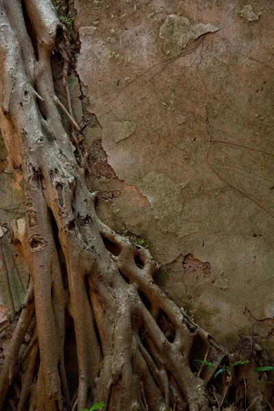 Feche o tiro da velha parede destruída por árvore, raízes e outra vegetação. Fundo natural. Decoração, Papel de parede . — Fotografia de Stock