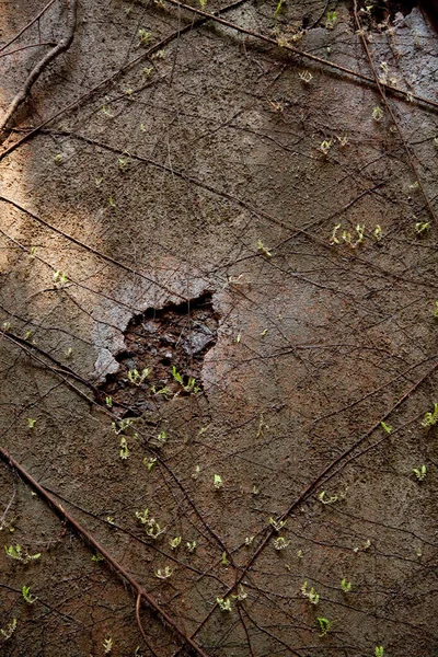 Feche o tiro da velha parede de forte destruída por raízes de árvore e outra vegetação. Fundo natural. Textura, Papel de parede . — Fotografia de Stock