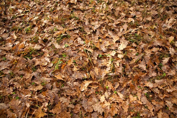 Close up shot of dry oak leaves on the green grass. Autumn background. Pattern, Texture, Decoration, Wallpaper. — Stockfoto