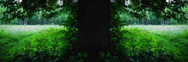 Абстрактна панорама природи. Стовбур дерева на фоні зеленого поля та дерев. Концепція шпалер. Стіна Друк Мистецтво . — стокове фото