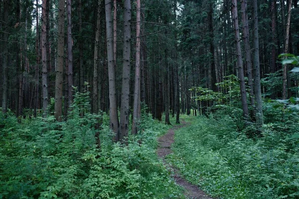 O caminho através da floresta. Folhagem exuberante no verão . — Fotografia de Stock