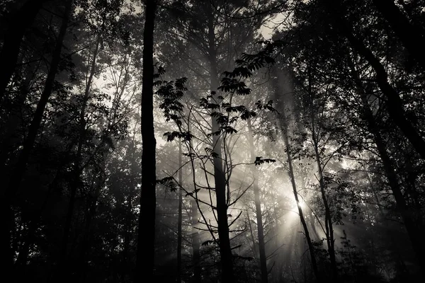 Nevoeiro misterioso na floresta matinal. Folhagem exuberante e árvores na luz solar de volta. tempo de verão fundo . — Fotografia de Stock