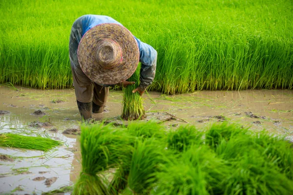 Asian farmer transplant rice seedlings in rice field, Farmer planting rice in the rainy season.