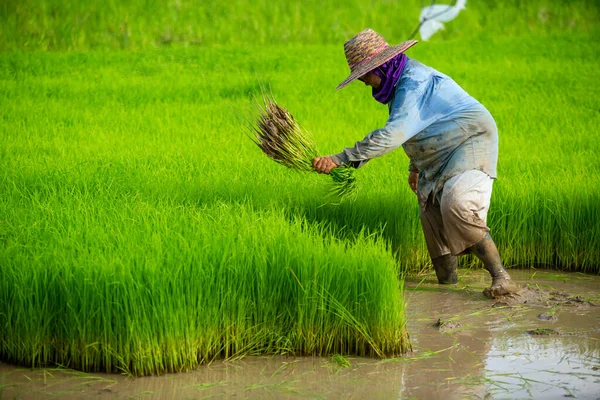 Asian farmer transplant rice seedlings in rice field, Farmer planting rice in the rainy season.