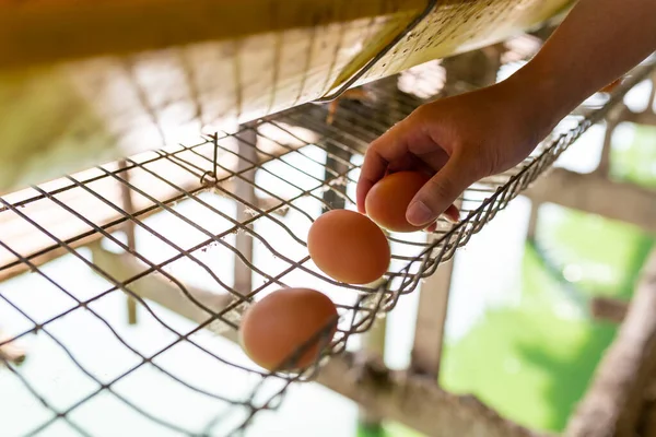 Çiftçilerin Eli Tavuk Çiftliğinde Yumurta Topluyor — Stok fotoğraf