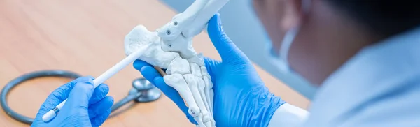 close-up hand wear medical gloves doctor in medical gloves holds artificial boneof the foot in hospital.