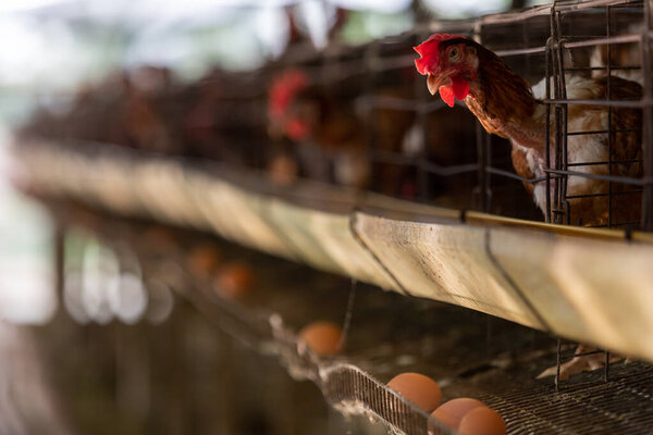chicken farm, production of Chicken for eggs