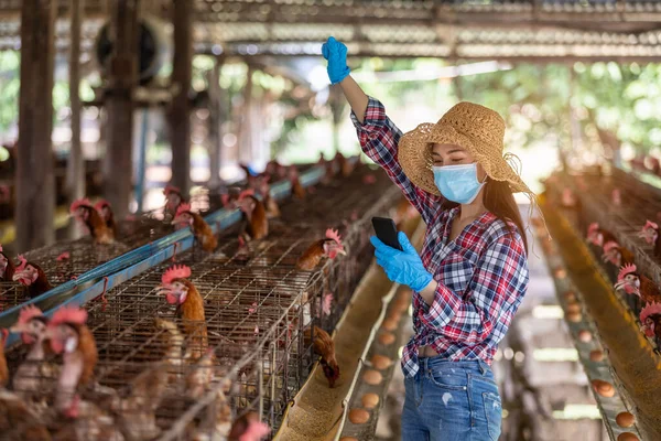 Asian farmers wear gloves and a mask Sales success live chicken eggs online at the chicken egg farm during the corona virus spread.