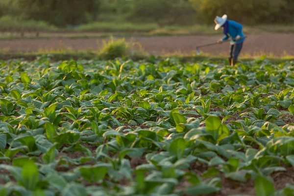 Tabacchicoltore Cubano Che Lavora Terreno Campo Circondato Foglie Tabacco Verde — Foto Stock