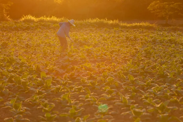Kubański Rolnik Tytoniowy Uprawiający Ziemię Polu Otoczonym Zielonymi Liśćmi Tytoniu — Zdjęcie stockowe