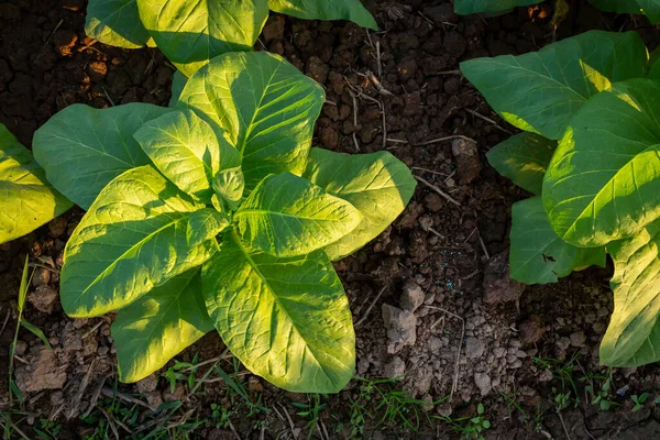 Campo Tabaco Plantações Grandes Folha Tabaco Que Crescem Campo Plantação — Fotografia de Stock