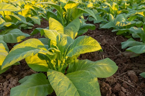 Campo Tabaco Plantações Grandes Folha Tabaco Que Crescem Campo Plantação — Fotografia de Stock