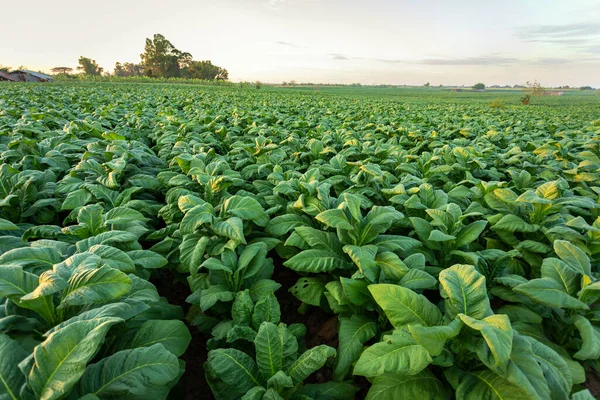 Campo Tabaco Plantações Grandes Folha Tabaco Que Crescem Campo Plantação — Fotografia de Stock