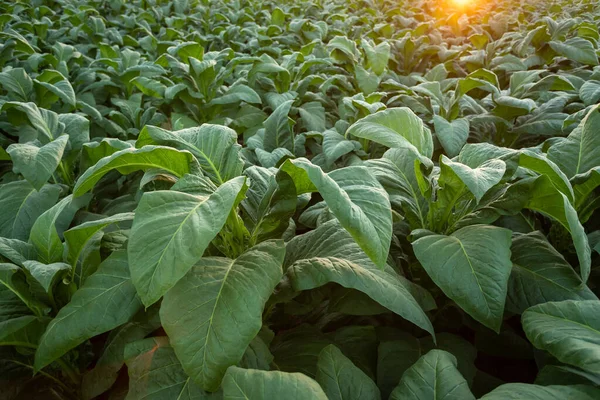 Campo Tabaco Plantações Grandes Folha Tabaco Que Crescem Campo Plantação — Fotografia de Stock