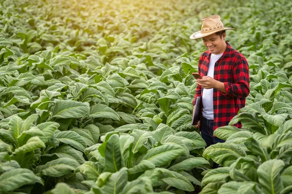 Azjatycki Rolnik Badanie Jakości Gospodarstw Tytoniowych Przez Rolników Stosujących Nowoczesne — Zdjęcie stockowe