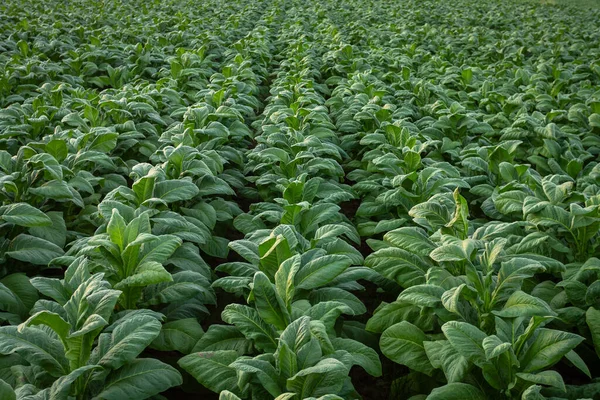 Campo Tabaco Plantações Grandes Folha Tabaco Que Crescem Campo Plantação — Fotografia de Stock