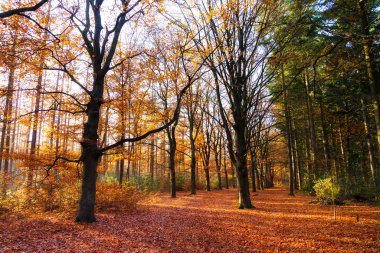 Hollanda 'daki Speulder ormanında güzel bir sonbahar. Renkli yaprakları var.