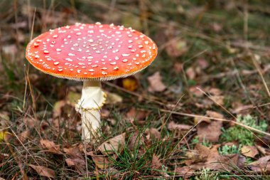 Sonbaharda kırmızı benekli sinek, manita, muscaria.