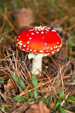 Sonbaharda kırmızı benekli sinek, manita, muscaria.