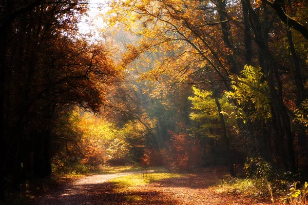 Beautiful Autumn Speulder Forest Netherlands Vibrant Colored Leaves — Stock Photo, Image