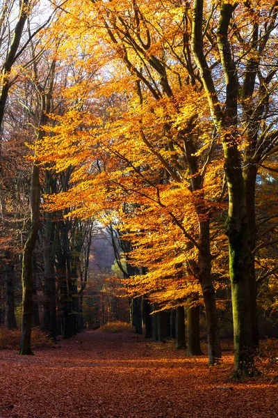 Hermoso Otoño Bosque Speulder Los Países Bajos Con Hojas Colores —  Fotos de Stock