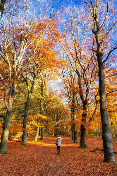 Belo Outono Floresta Speulder Holanda Com Folhas Coloridas Vibrantes — Fotografia de Stock